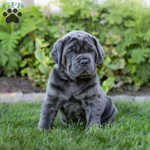 Ivy, Cane Corso Puppy